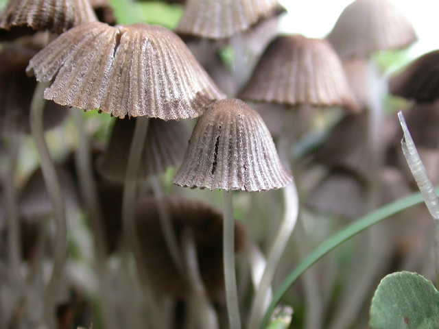 Coprinellus disseminatus